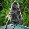 Hulman stribrny - Trachypithecus cristatus - Silvered leaf monkey or Silvery langur o9040